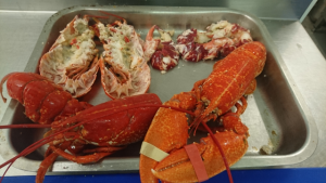 lobsnight1
